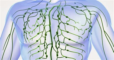 Anatomia do sistema veno-linfático